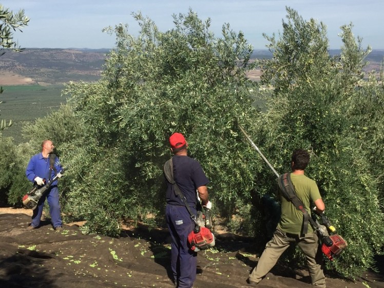 Recolección de aceituna en Sierra de Segura