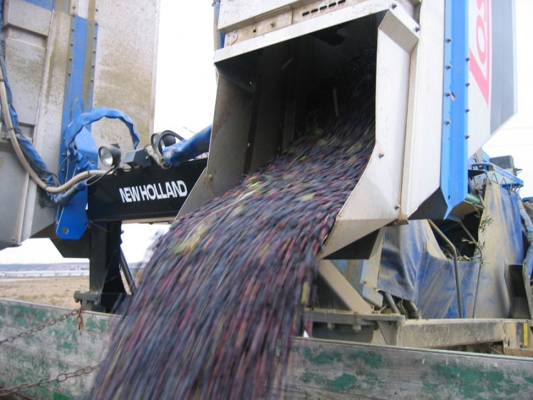 produccion-por-almazara