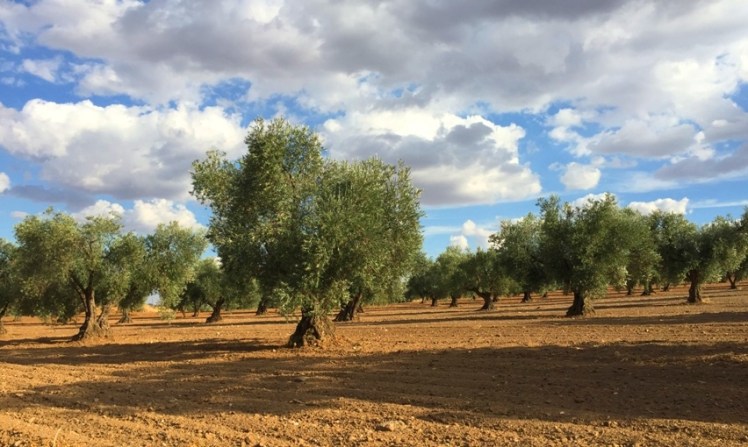 olivar-e-secano-en-guadamur