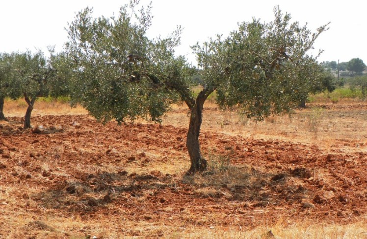 olivar-en-sicilia