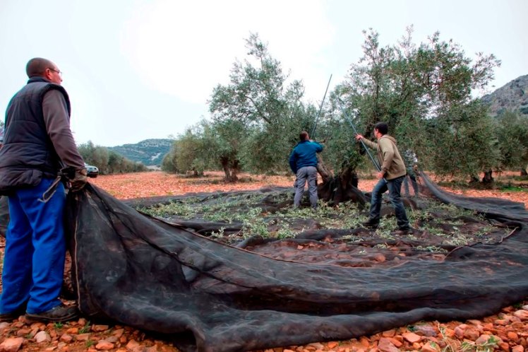 olivareros-castilla-la-mancha