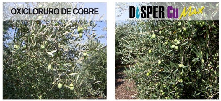 DISPER para vecería