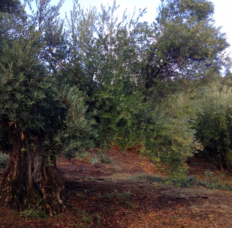 05 olivar de castro 2