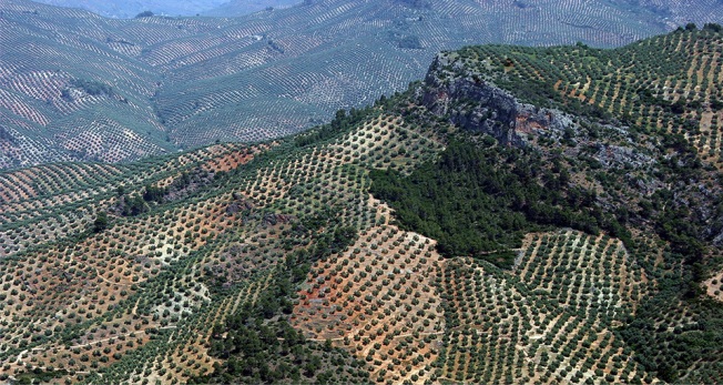 olivares de socios de a cooperativa