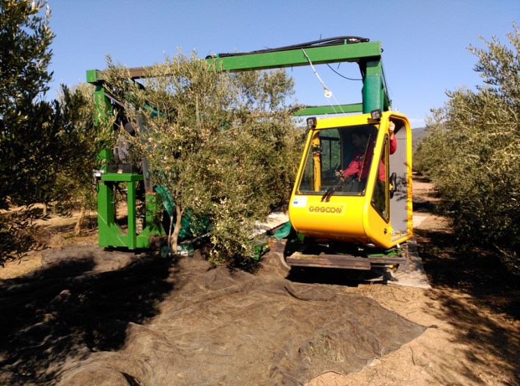 EQUIPO INNOVADOR PARA RECOLECCIÓN DE OLIVAR