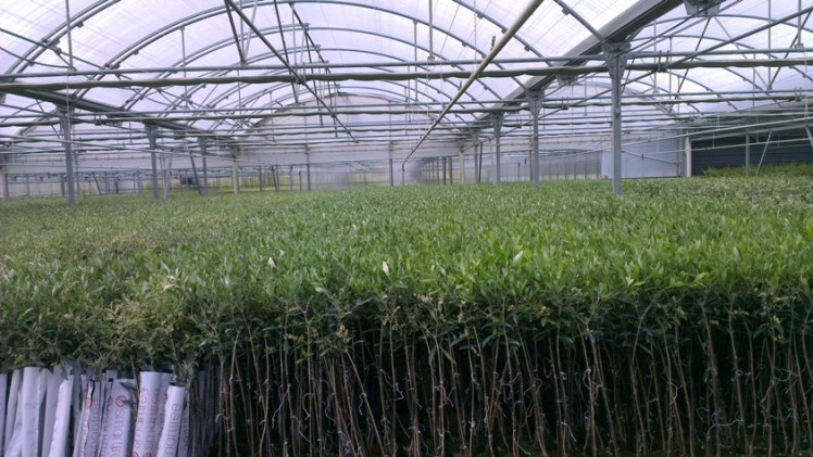 olivos micorrizados en vivero