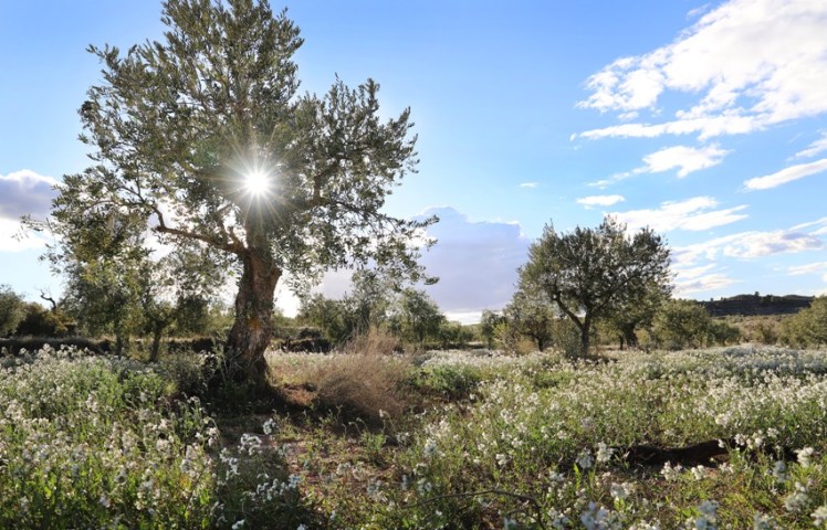 img horizontal 2 henri mor