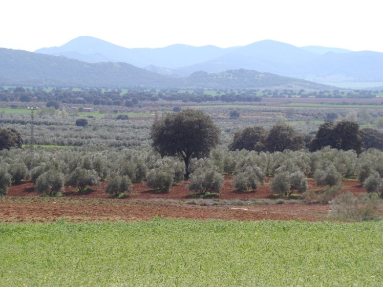 Olivares con la Sierra de Alcaraz al fondo