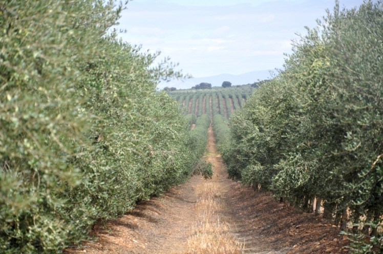 olivar arbequina