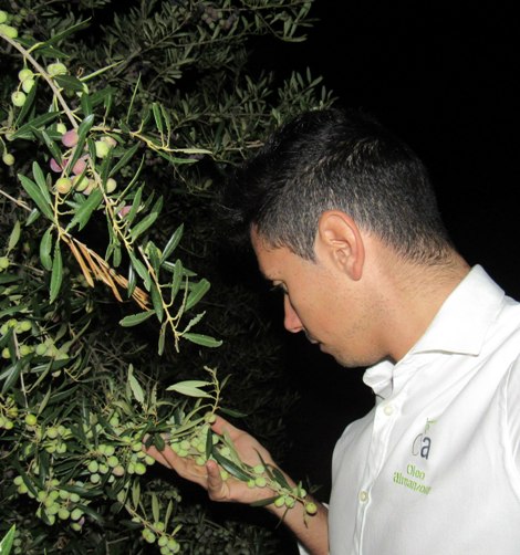 Isidoro Oleoalmanzora premium