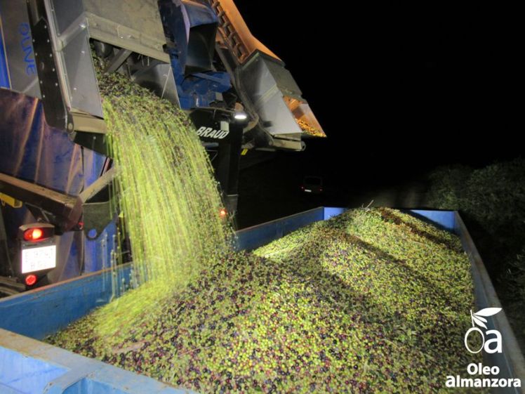 oleoalmanzora Camion cosechadora descargando por el lateral