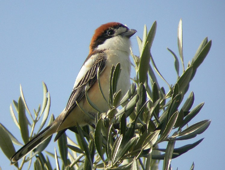 olivares vivos Alcaudón común© JLMR