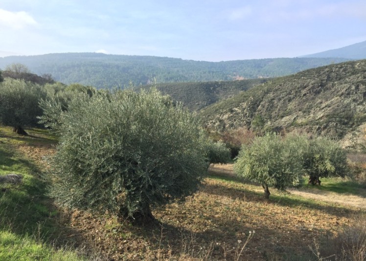 olivar fin de semana