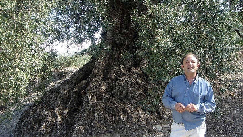 fermín en un olivo milenario