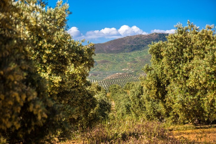 EVOO_AOVE_sustainable_sostenible_Castillo_de_Canena