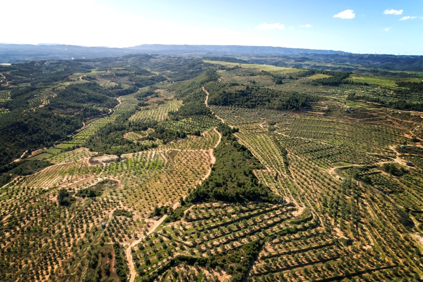 190520_Olivar de montaña (1)