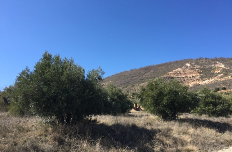 abandono olivar