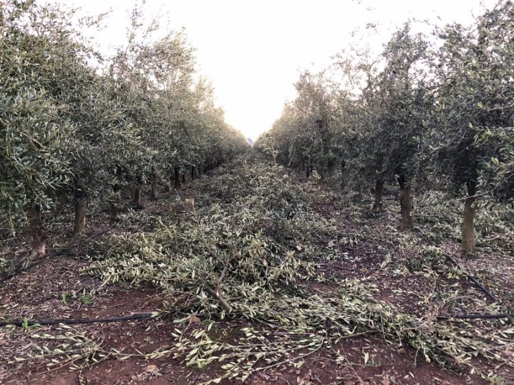 RESTOS DE PODA EN EL CERCADO