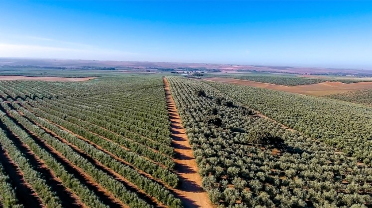 Molino del Genil S.L.