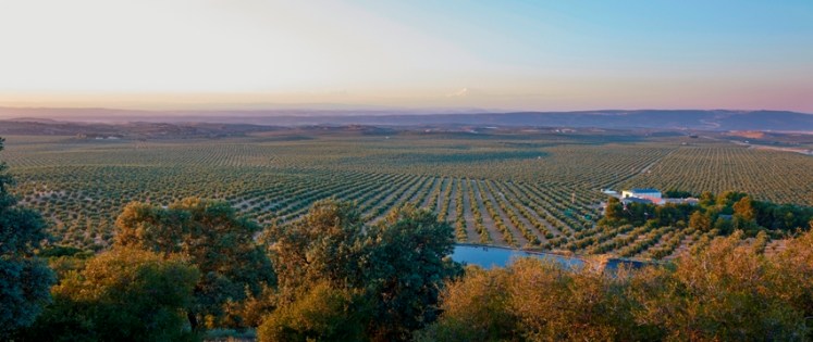 Cortijo Virgen de los Milagros
