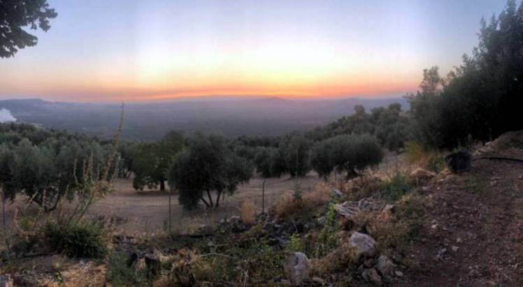 MOLINO DEL AIRE_Olivar