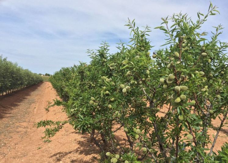 almendro y olivar