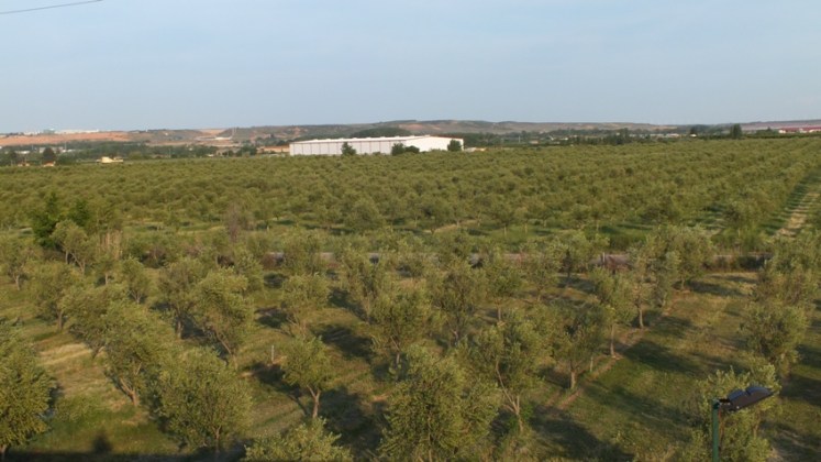 olivares arbqequinos