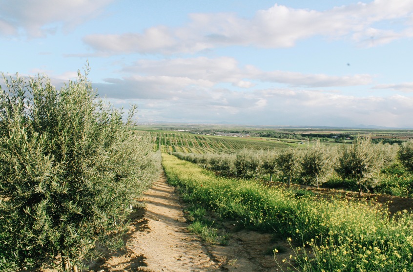 OLIVAR PICUAL CUBIERTA VEGUETAL