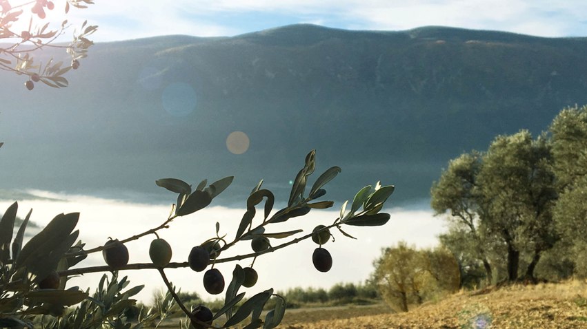 OLIVARES Valle de Barcedana