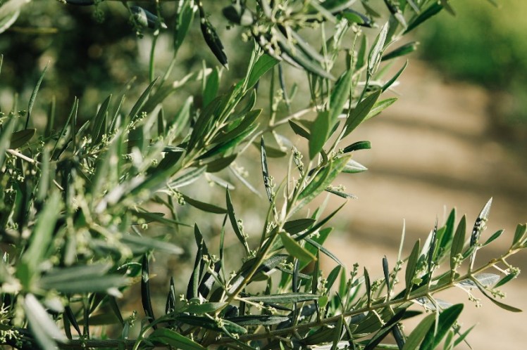 OLIVO PREFLORACIÓN