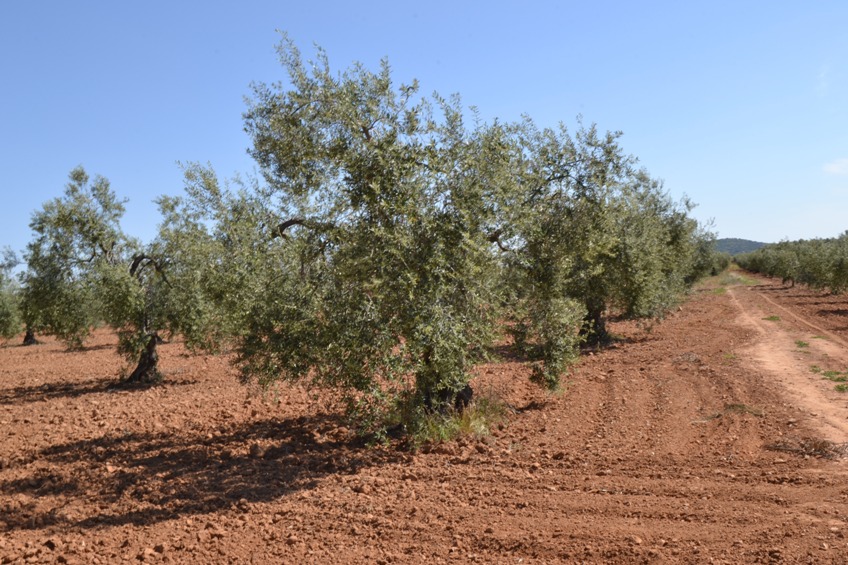 olivar-medina-oliva